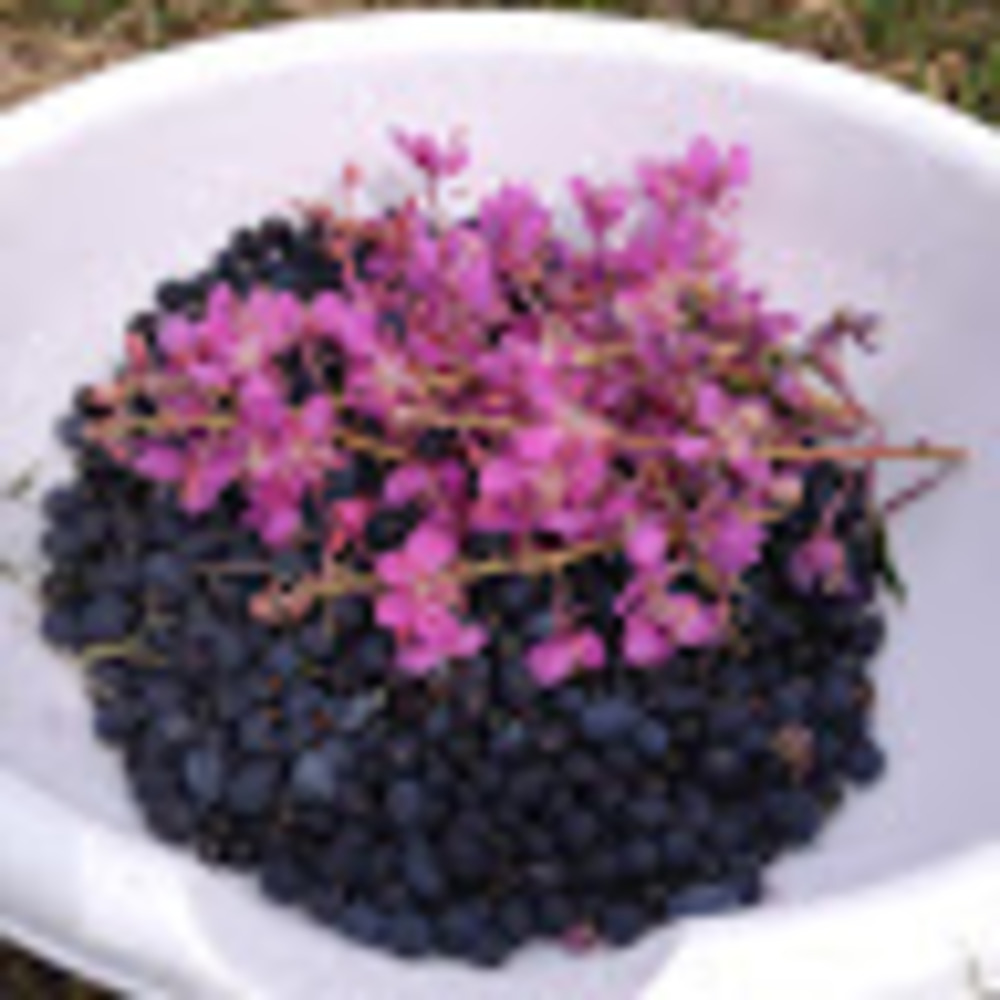 Meet your Posher, Tarah